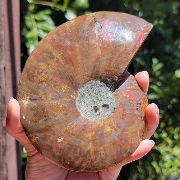 NEW 4.75" x 5.75" MADAGASCAR AGATIZED AMMONITE FOSSIL - Picture 10 of 16